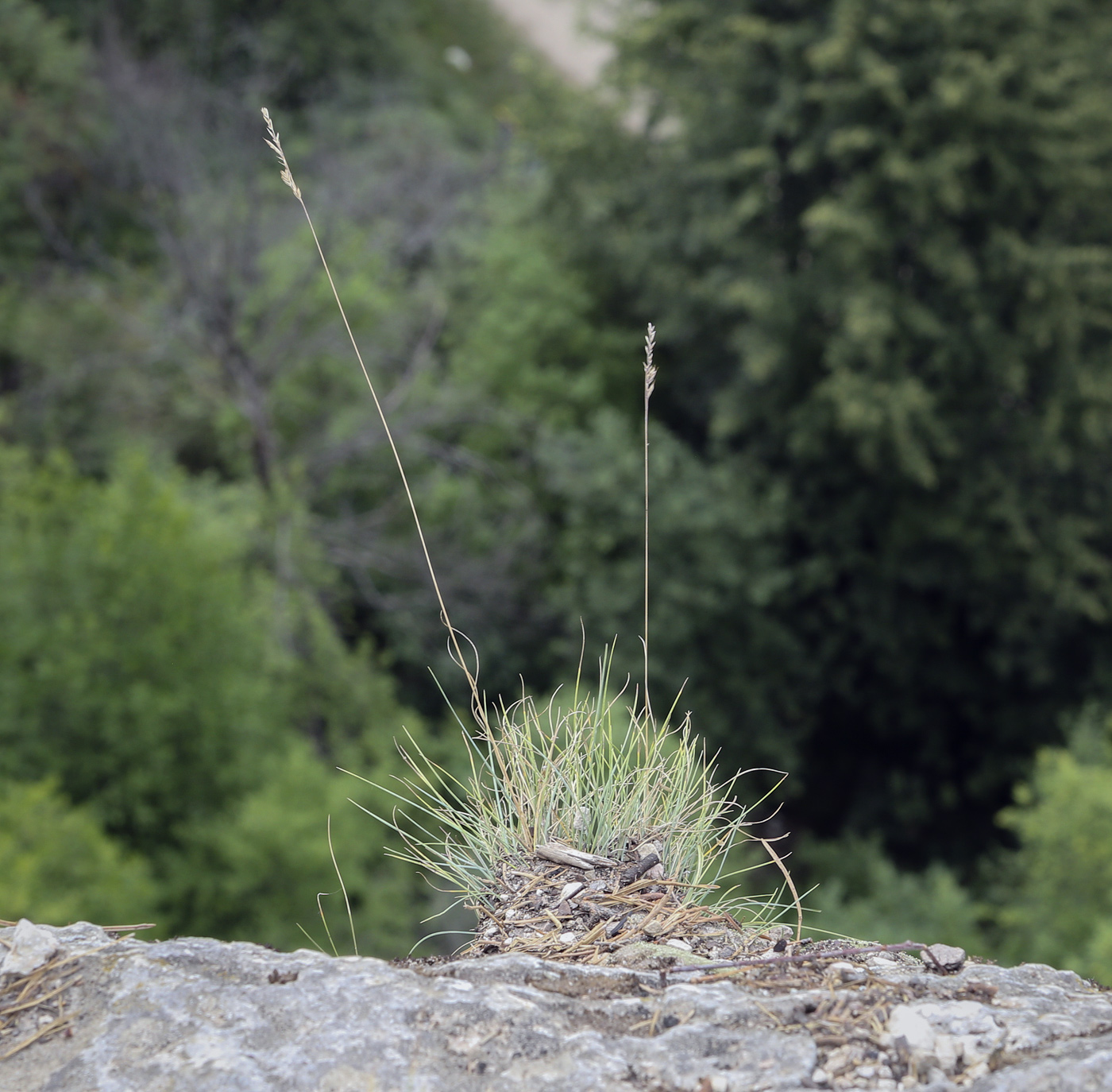 Image of genus Festuca specimen.