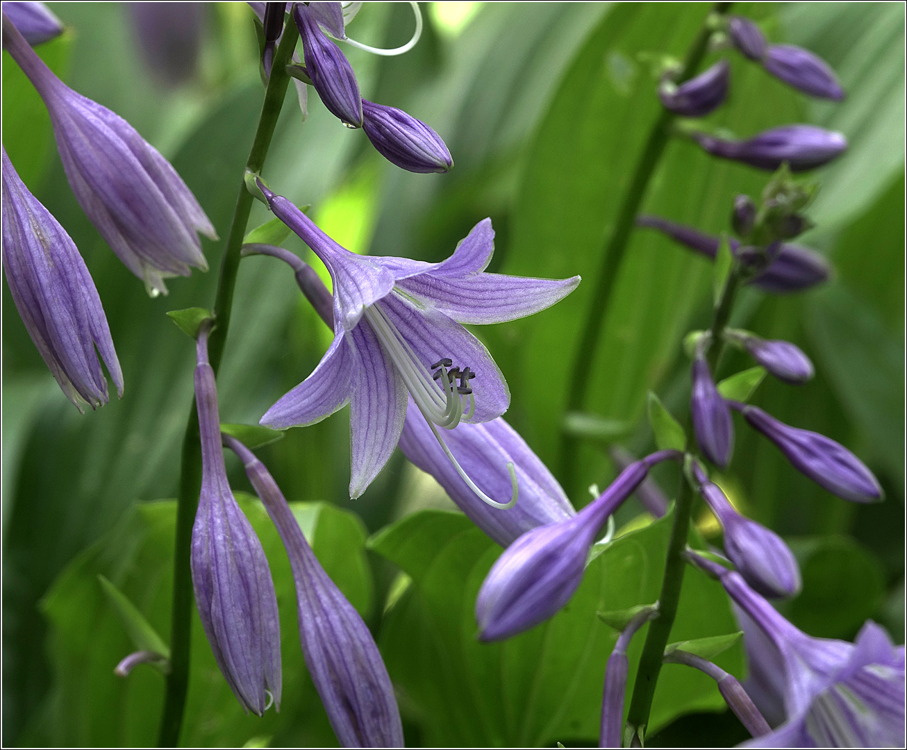 Image of Hosta fortunei specimen.