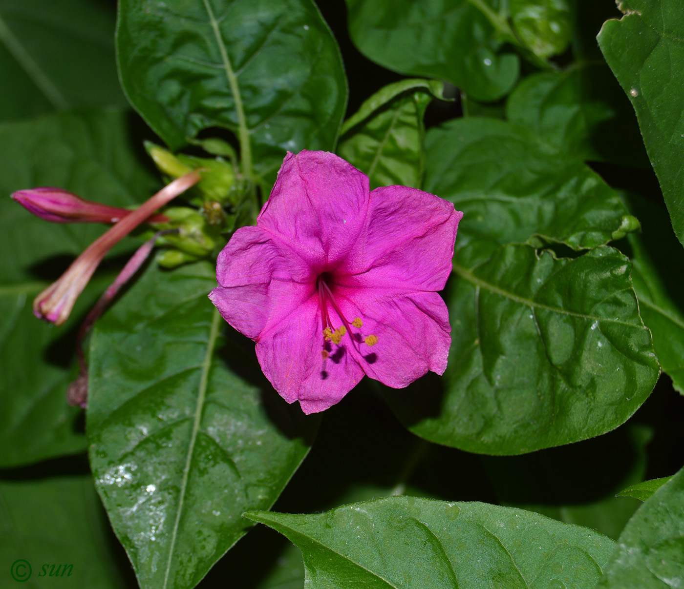 Изображение особи Mirabilis jalapa.