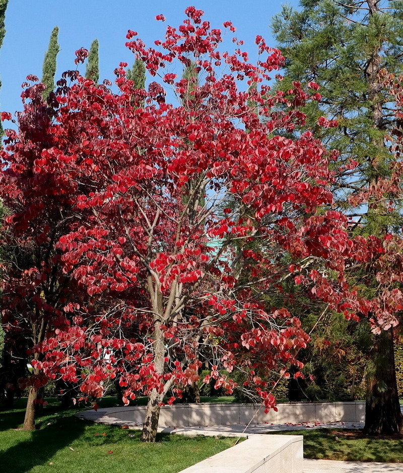 Image of Cynoxylon florida specimen.