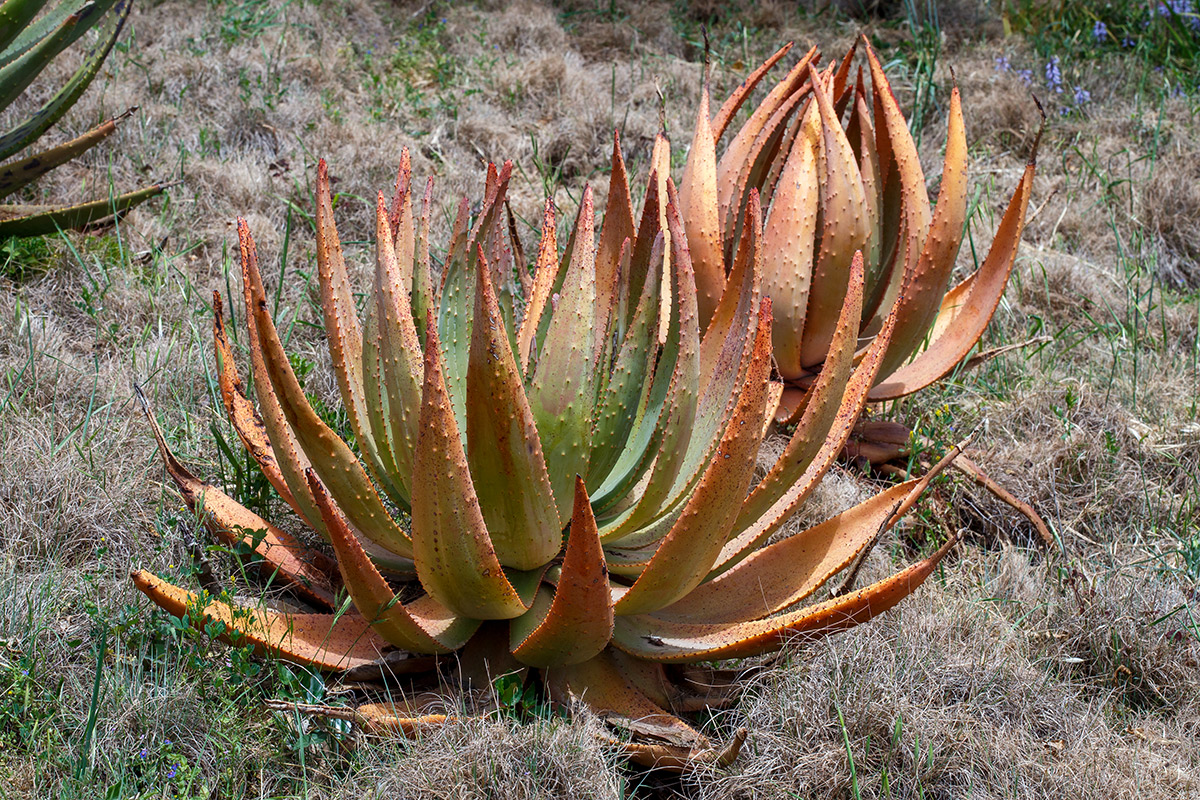 Изображение особи Aloe aculeata.