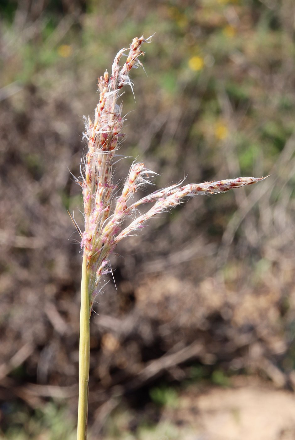 Image of Imperata cylindrica specimen.