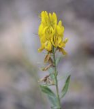 Genista tinctoria