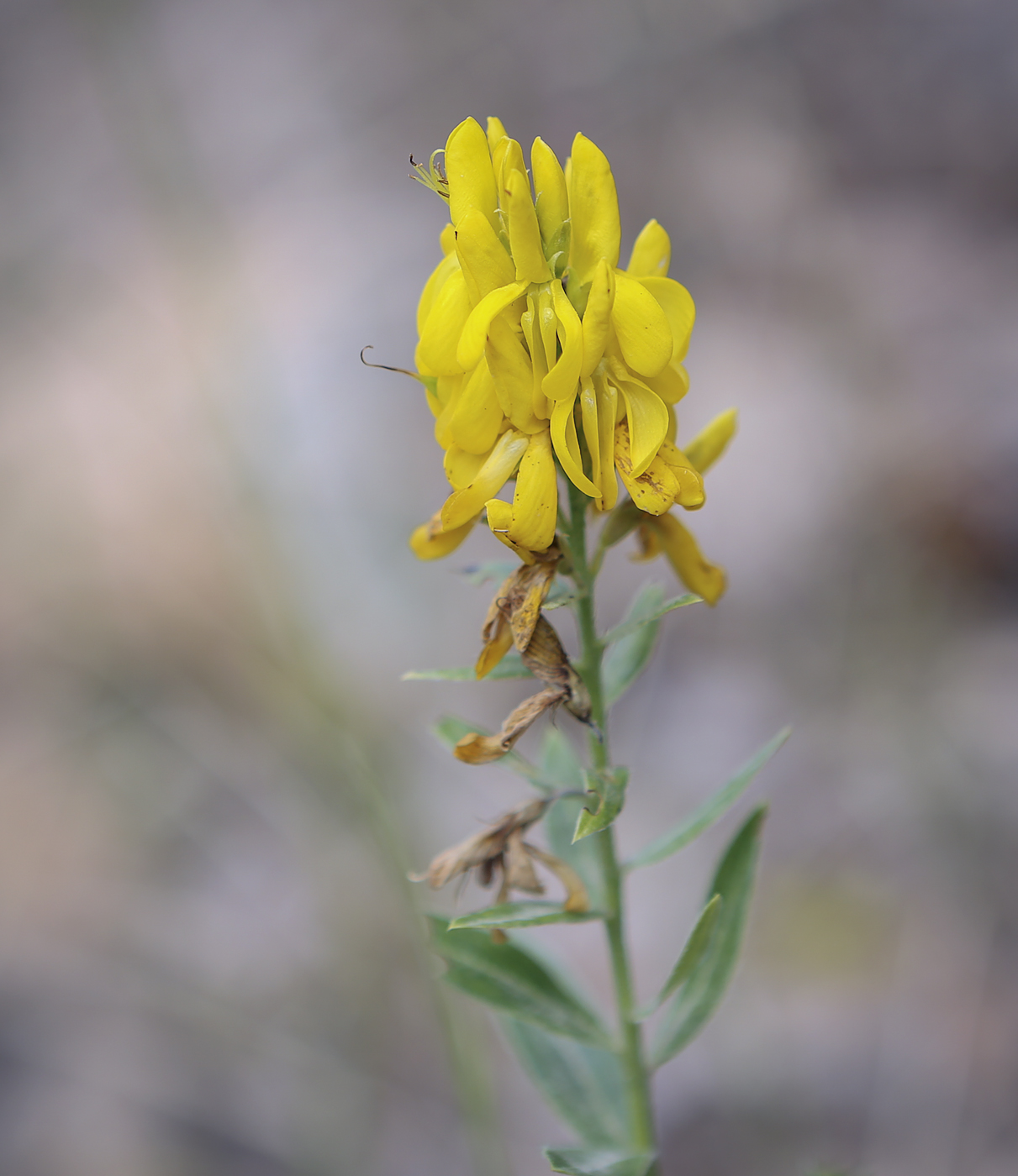 Image of Genista tinctoria specimen.