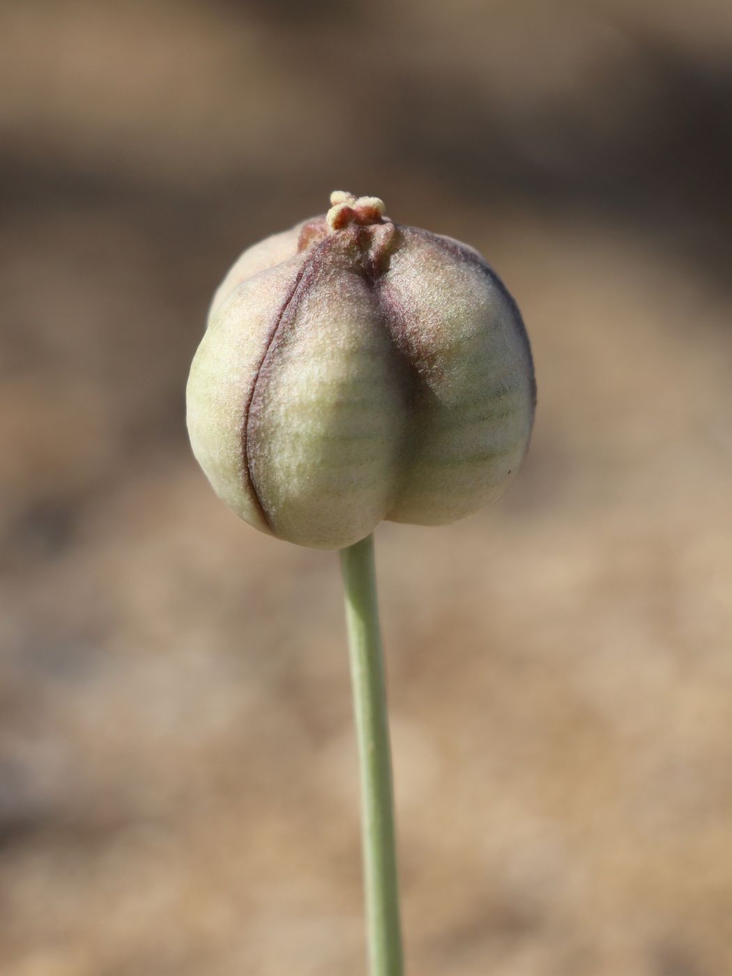 Image of Tulipa sogdiana specimen.