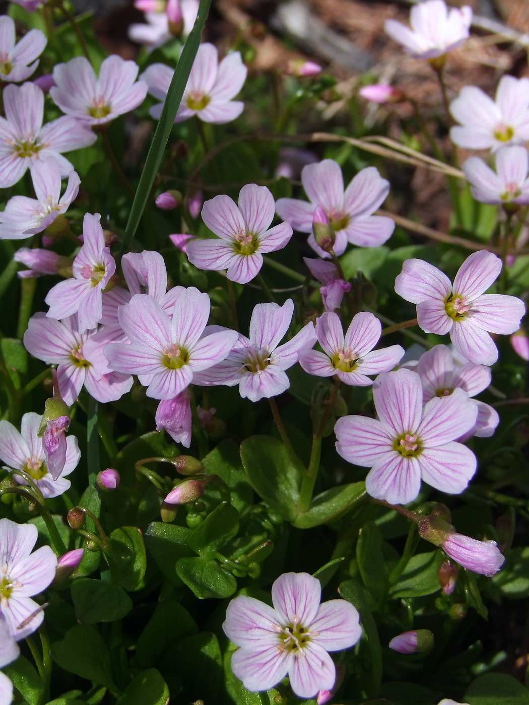 Image of Claytonia sarmentosa specimen.