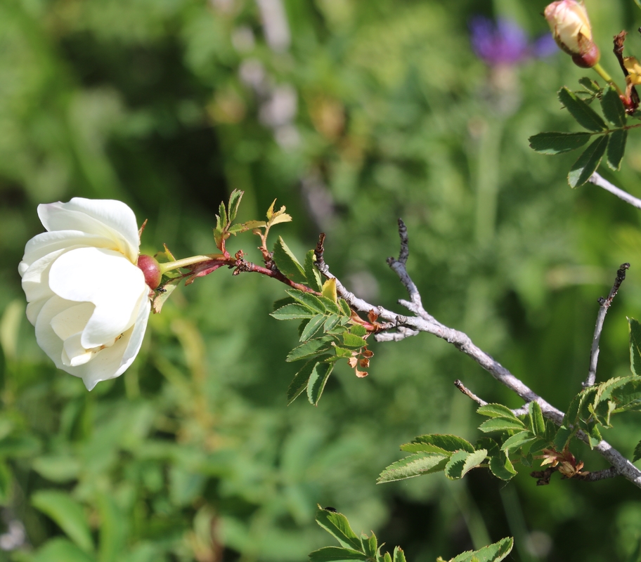 Image of Rosa spinosissima specimen.