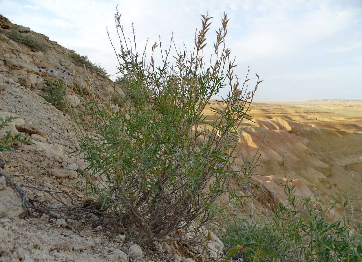 Image of Astragalus saphronovae specimen.