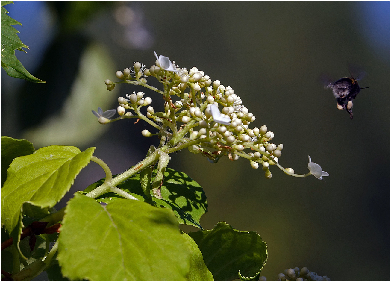 Image of Hydrangea petiolaris specimen.
