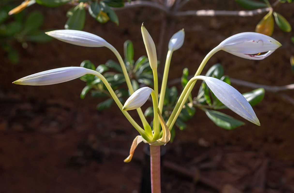 Изображение особи род Crinum.