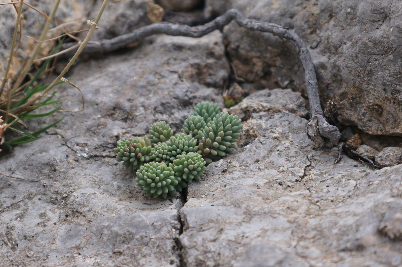 Изображение особи род Sedum.