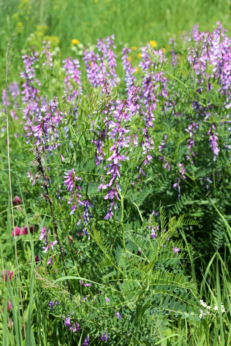 Image of Vicia tenuifolia specimen.