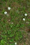 Scabiosa sosnowskyi. Цветущее растение. Республика Абхазия, р. Кяласур. 23.08.2009.