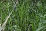 genus Carex. Вегетирующие растения. Республика Ингушетия, Джейрахский р-н, окр. ур. Таргим, правый берег р. Асса в 400 м от башен Таргим ниже по течению, заболоченное место на берегу ручья. 21 июня 2022 г.