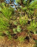 Pinus brutia