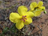 Verbascum sinuatum