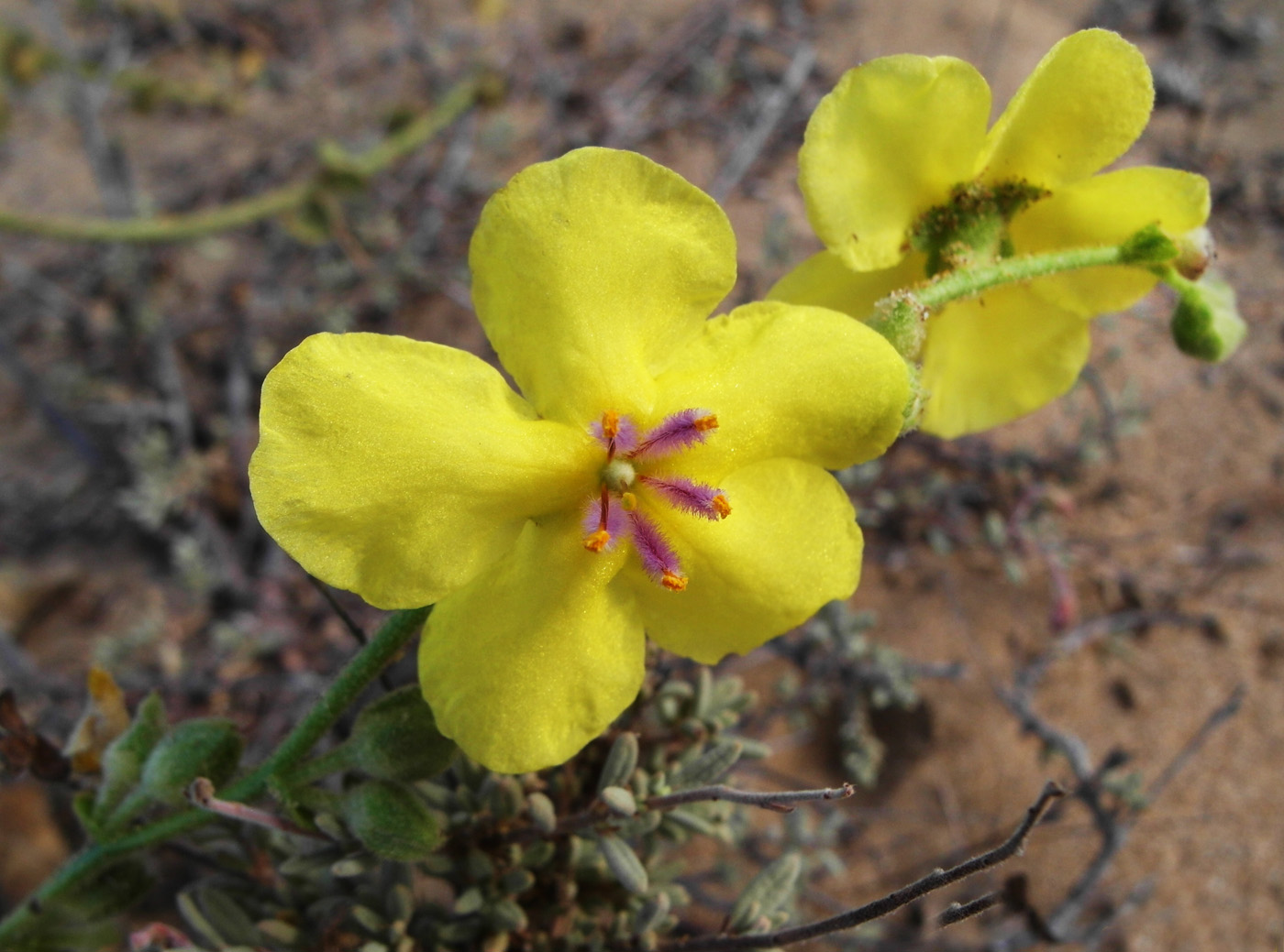 Изображение особи Verbascum sinuatum.