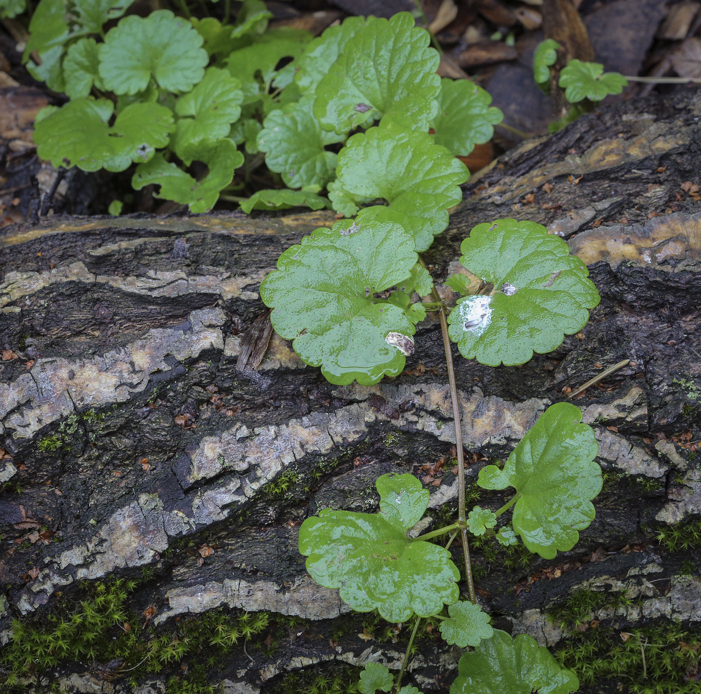 Изображение особи Glechoma hederacea.