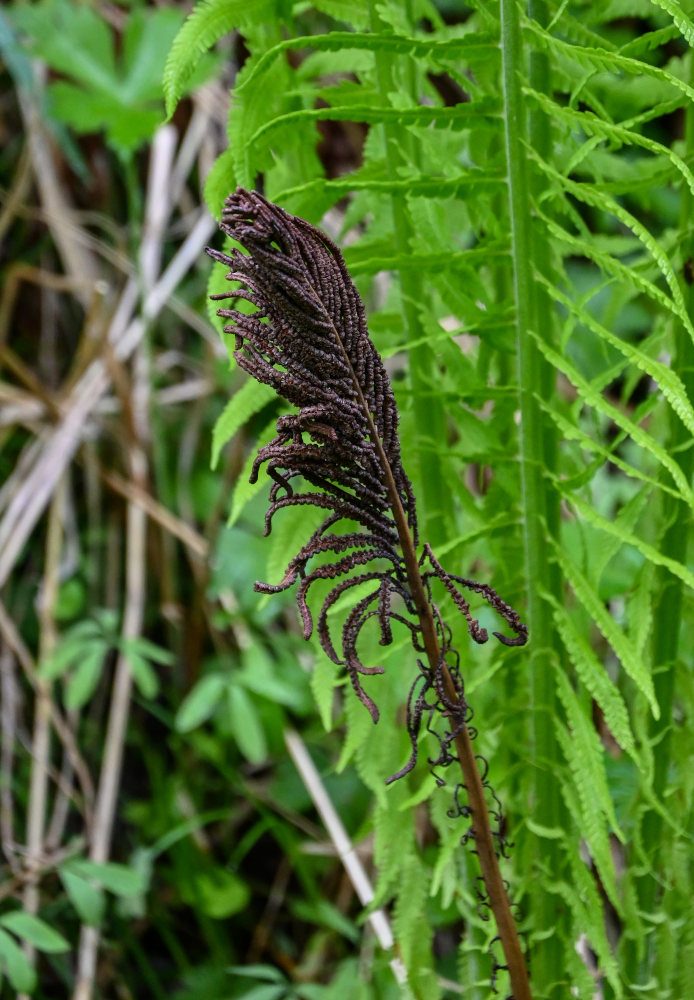 Image of Matteuccia struthiopteris specimen.