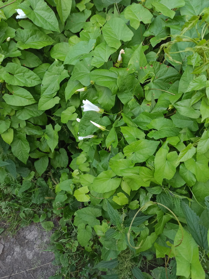 Image of Calystegia sepium specimen.