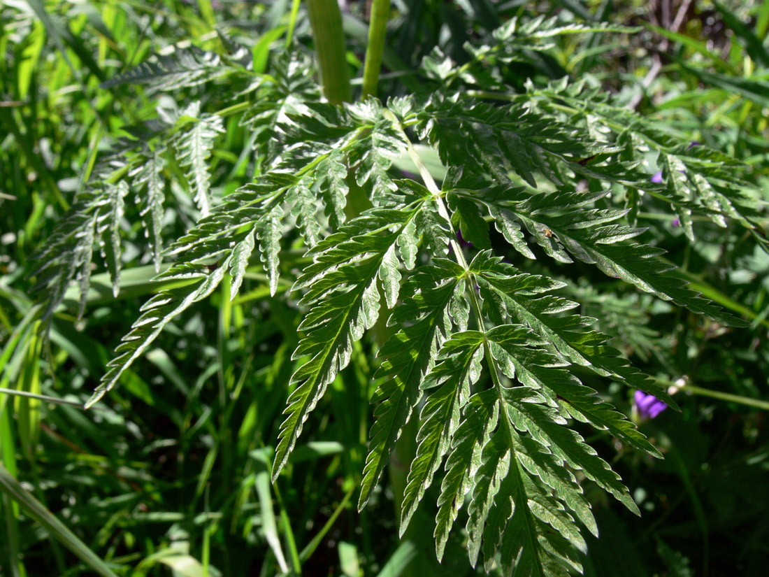 Изображение особи Anthriscus sylvestris.