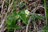 Fragaria viridis