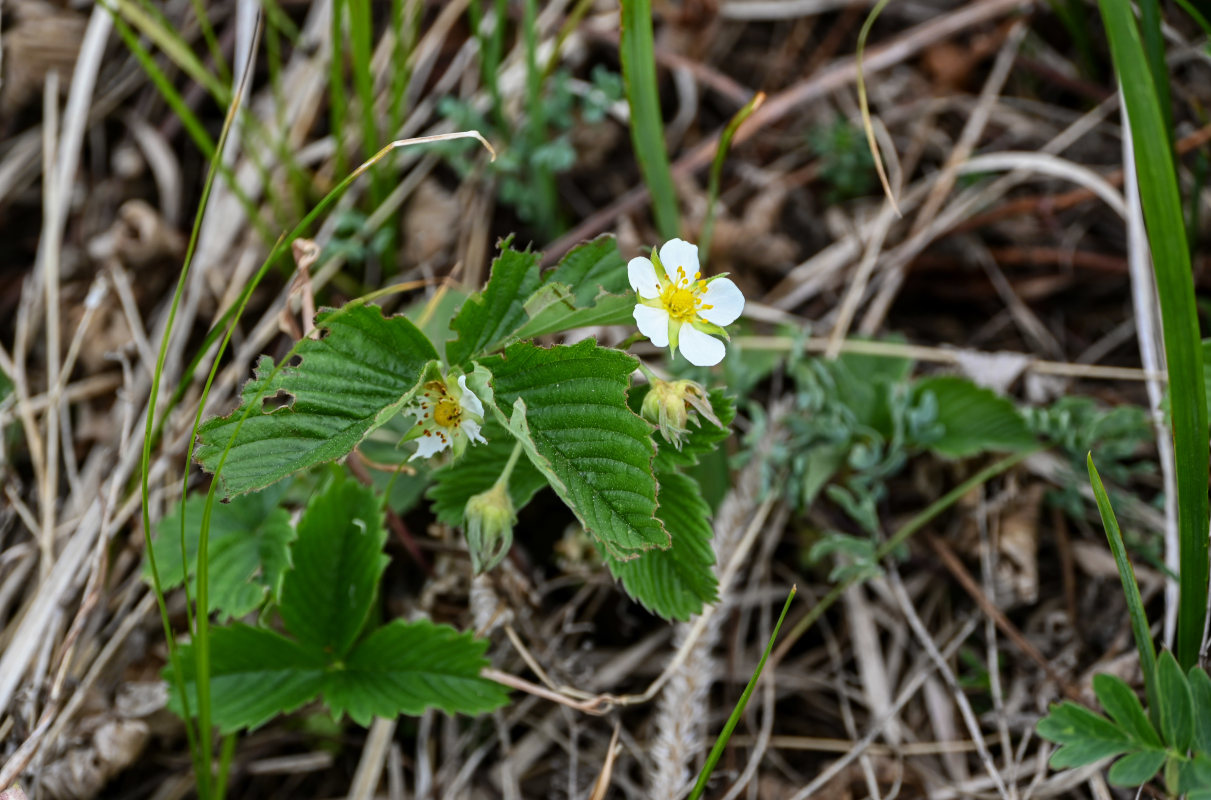 Изображение особи Fragaria viridis.