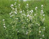 Althaea officinalis