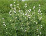 Althaea officinalis