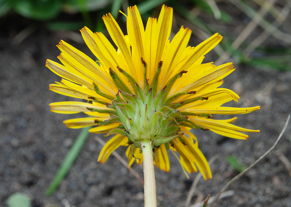 Изображение особи род Taraxacum.