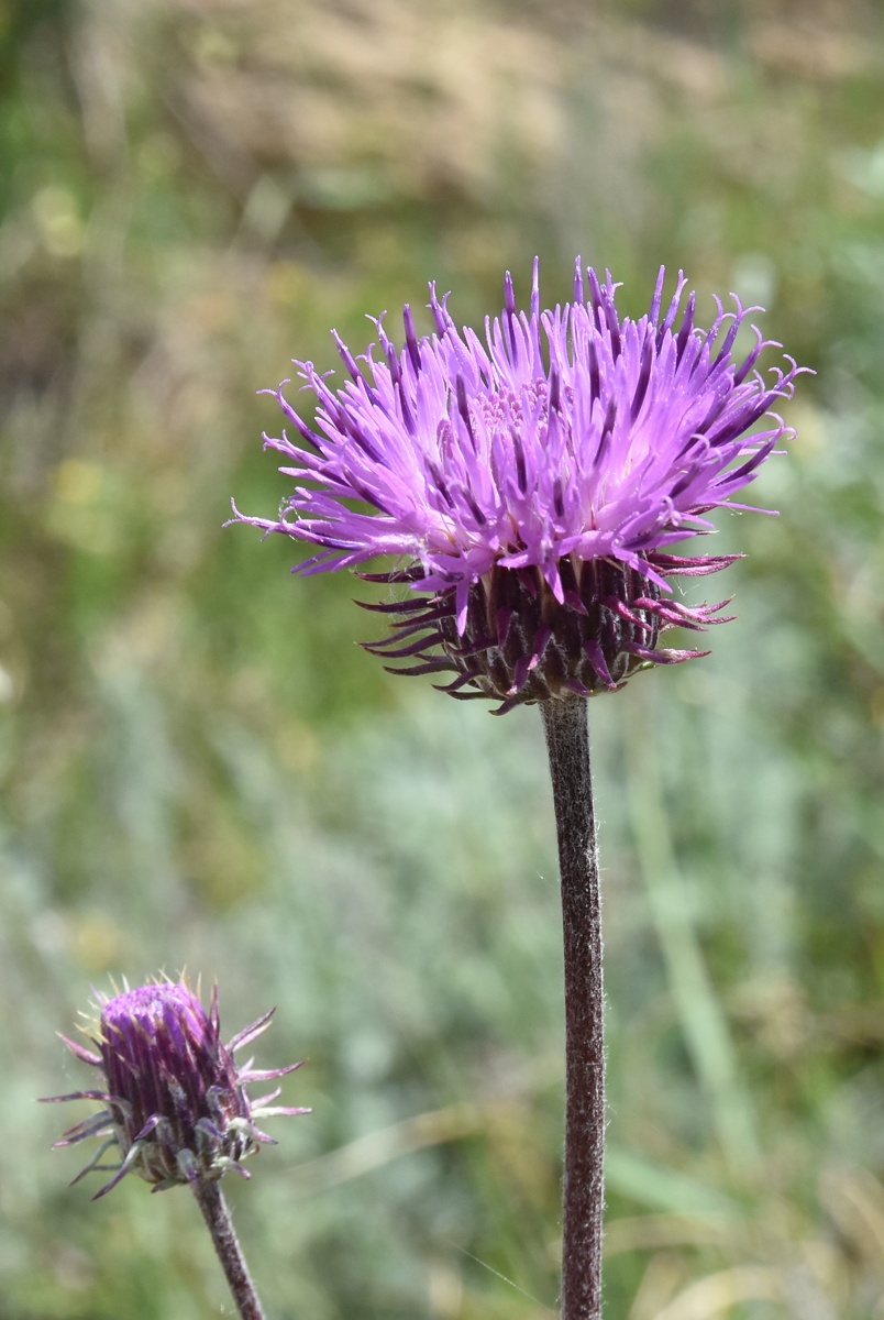 Image of Jurinea ewersmannii specimen.