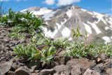 Vicia alpestris