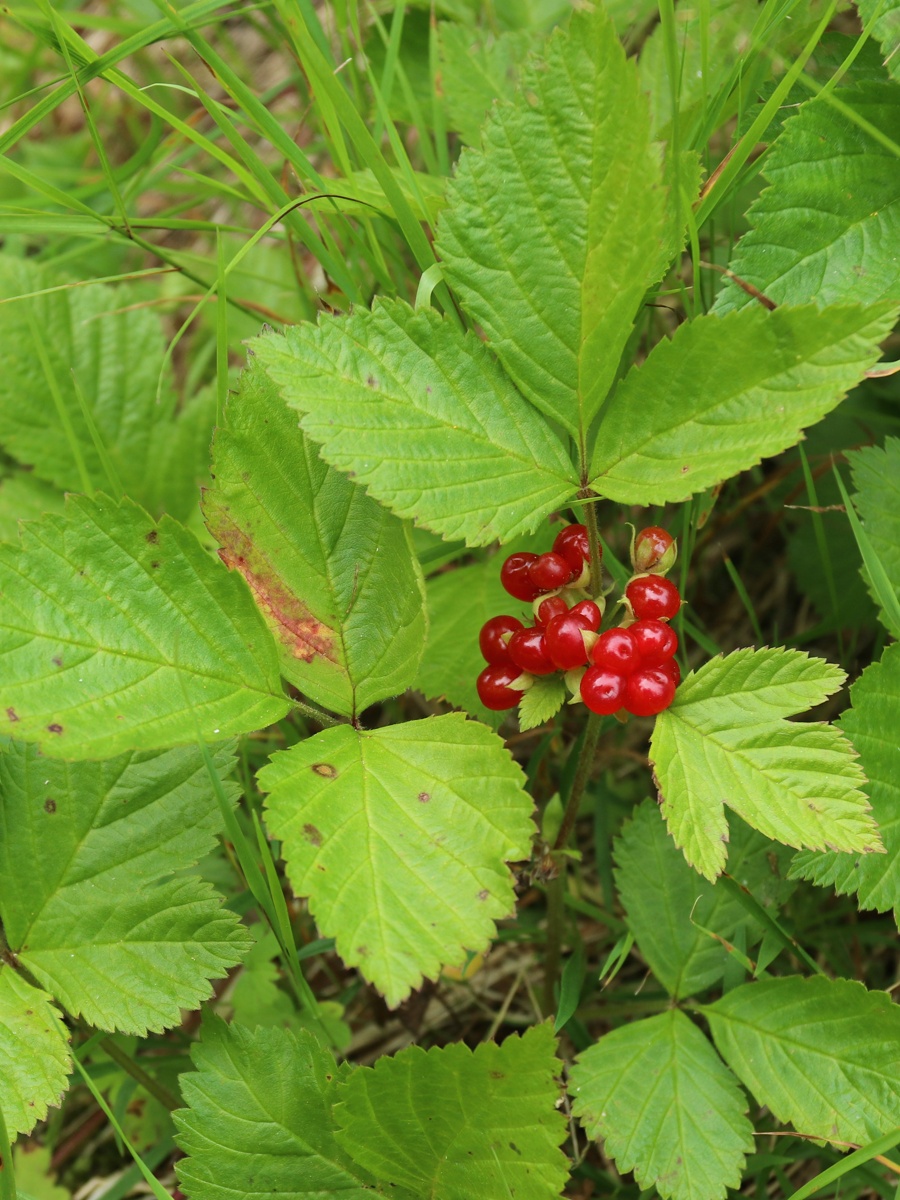 Изображение особи Rubus saxatilis.