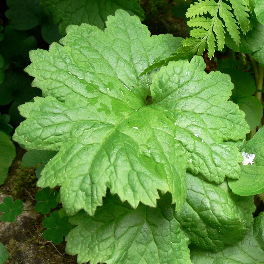 Image of Cortusa matthioli specimen.