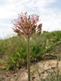 Allium taschkenticum