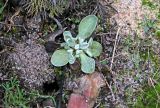 Helichrysum arenarium