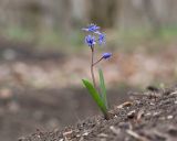 Scilla bifolia