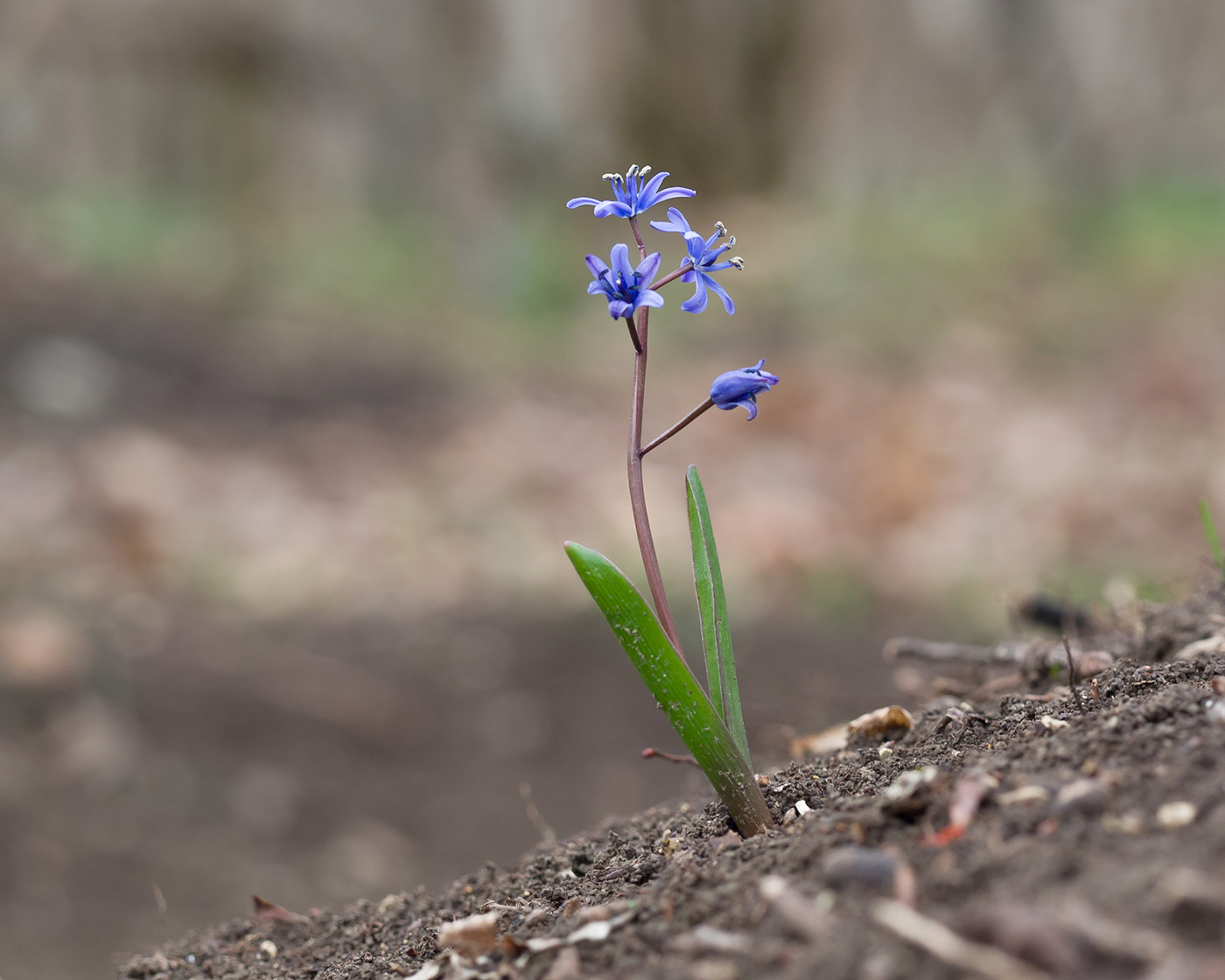 Изображение особи Scilla bifolia.