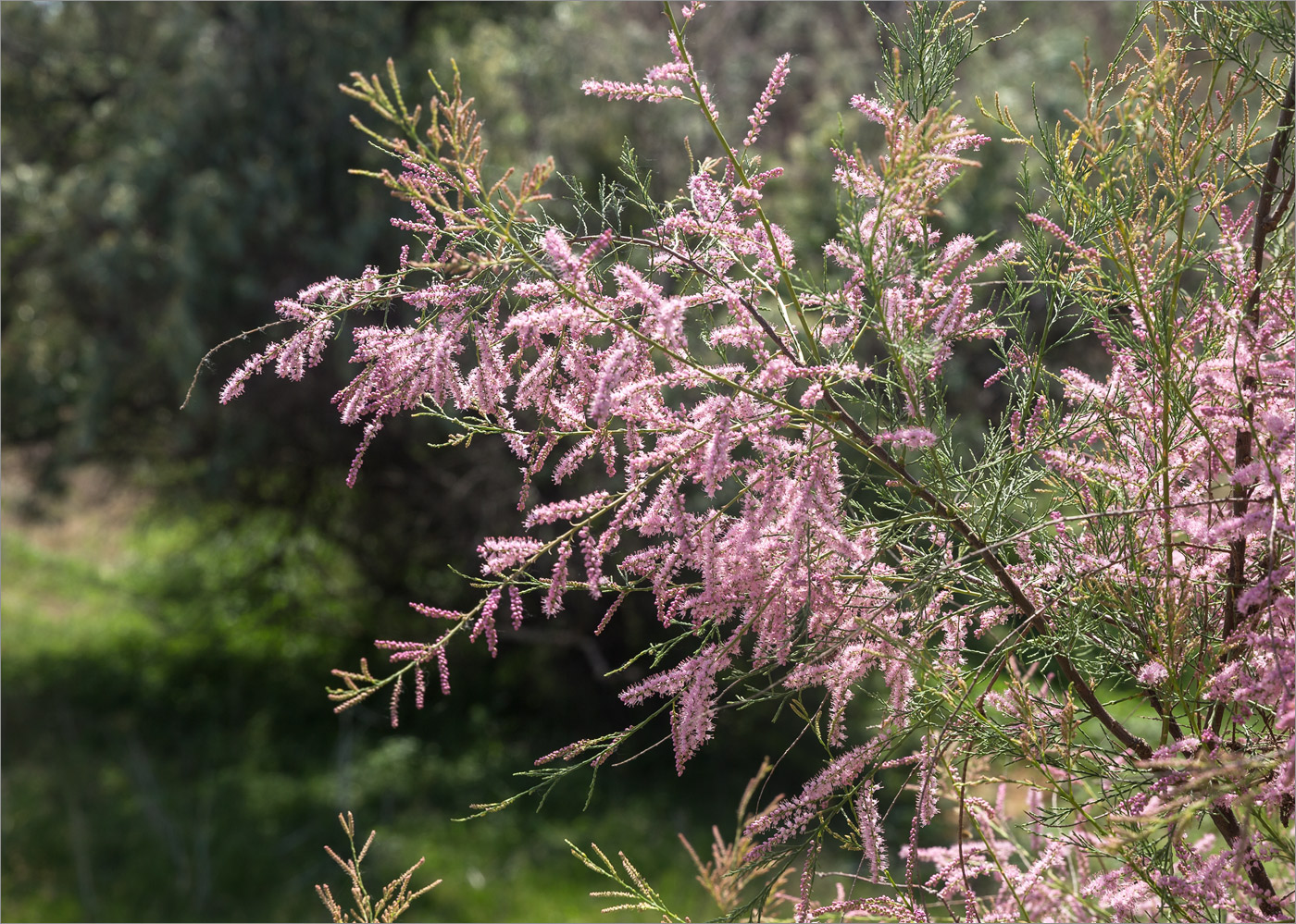 Image of Tamarix ramosissima specimen.