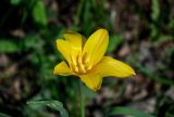 Tulipa anadroma