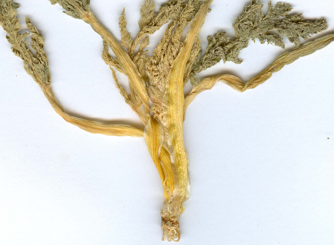 Image of Lipskya insignis specimen.