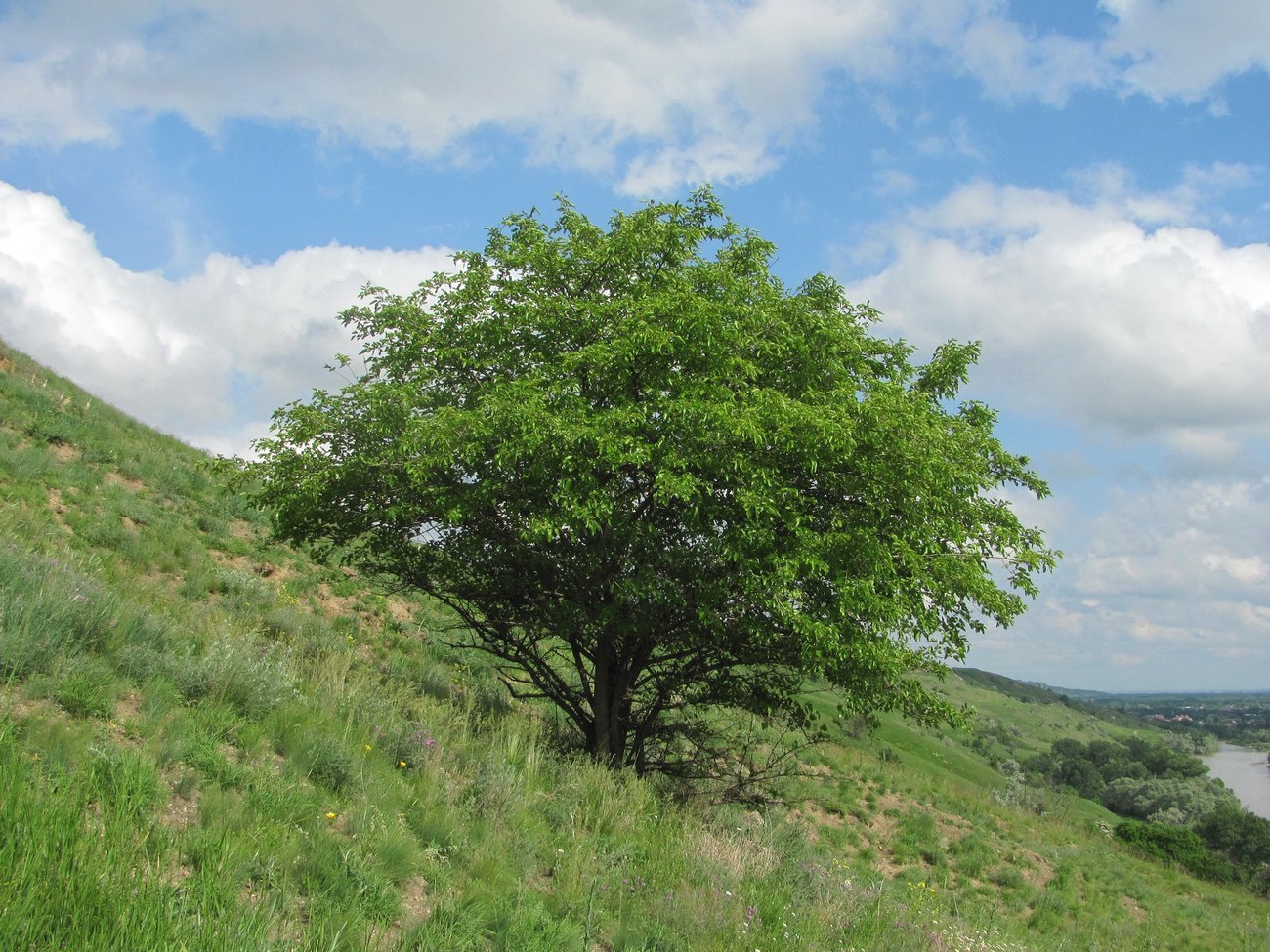 Изображение особи Morus alba.