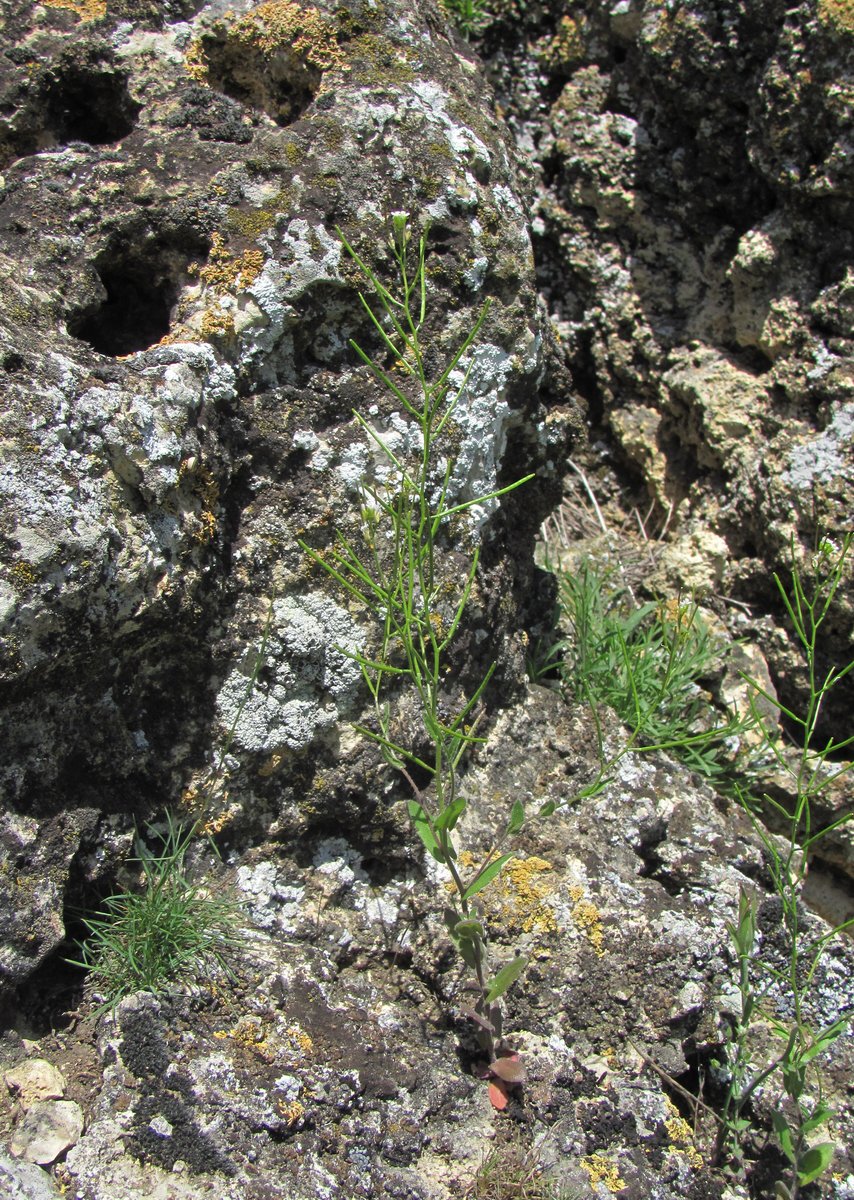 Image of Arabis auriculata specimen.