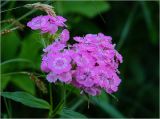 Dianthus barbatus