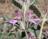 Phlomis thapsoides