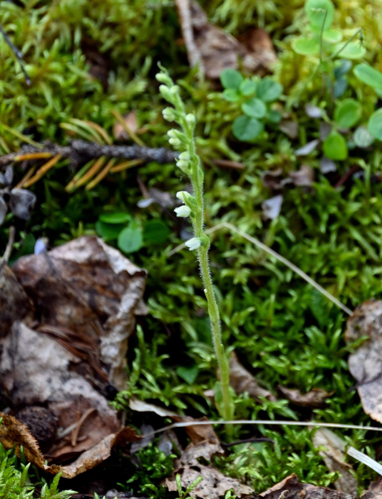 Изображение особи Goodyera repens.