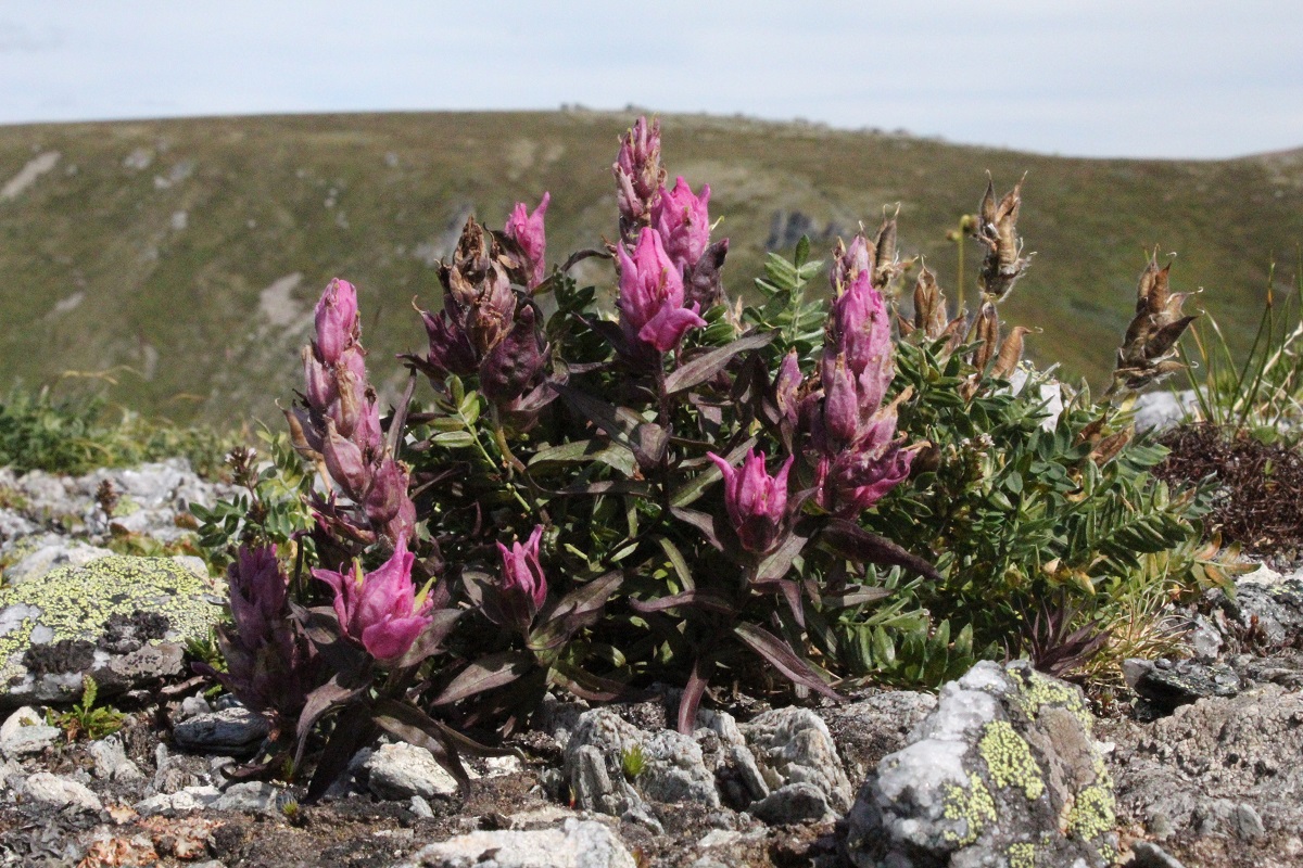 Image of Castilleja arctica specimen.