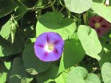 Ipomoea purpurea. Цветок и листья. Владивосток, Ботанический сад-институт ДВО РАН. 19 сентября 2010 г.