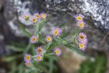 Erigeron orientalis. Соцветия. Кабардино-Балкария, Эльбрусский р-н, долина р. Ирик, среди камней у ручья. 20.08.2023.