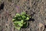 Salvia verticillata